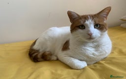 British Shorthair cats for sale: Three years cat  - Image 3