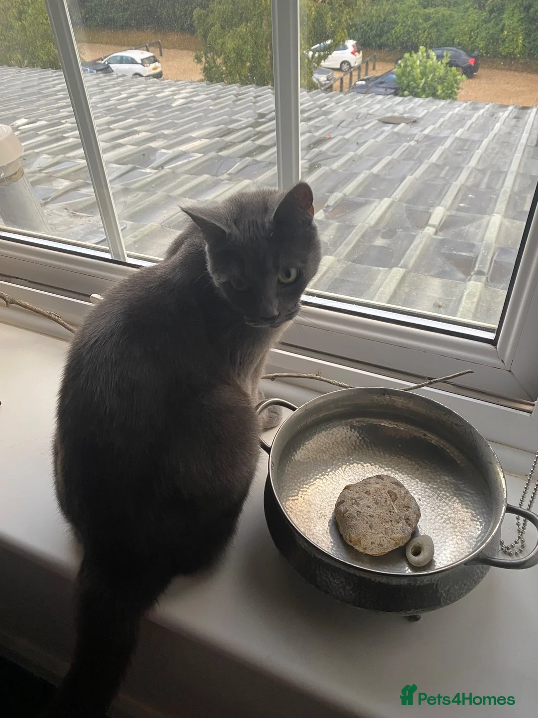 Mixed Breed cats for sale: Russian Blue Mixed in King's Lynn - Advert 2