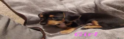 Chiweenie dogs for sale: Chiweenie puppies for sale in Bristol - Advert 9
