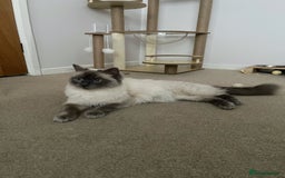 Ragdoll cats for sale: Adorable Ragdoll Kittens  - Image 14