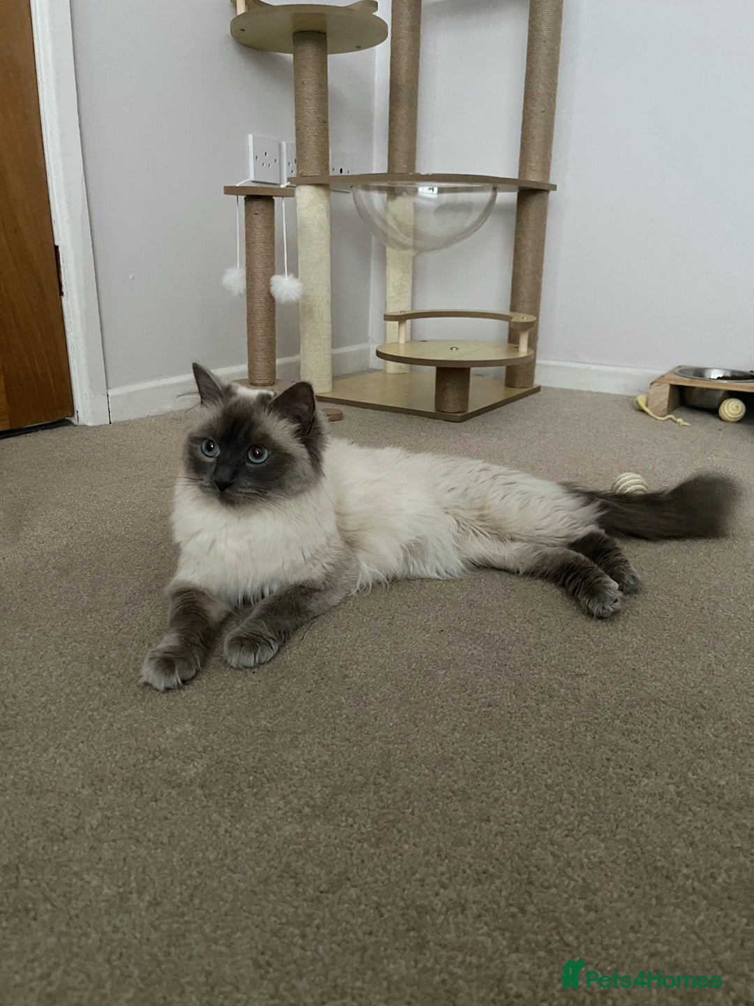 Ragdoll cats for sale: Adorable Ragdoll Kittens  - Image 14