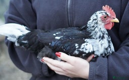 Chickens poultry for sale: Exchequer Leghorn Cockerels x2 - Image 3