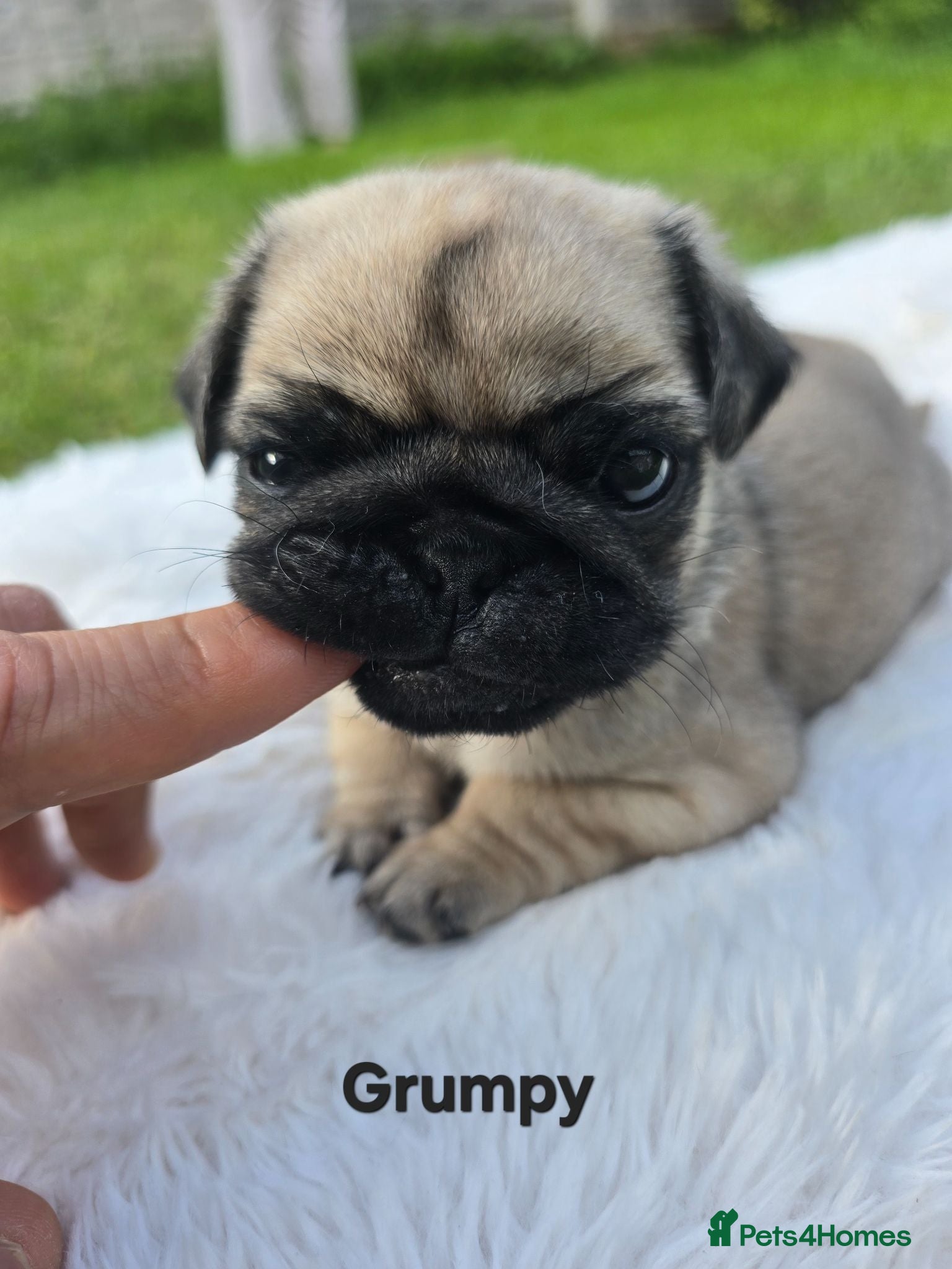 Pug dogs for sale: Grumpy & Happy 🐾 Two Fawn Male Pug Puppies - Advert 1