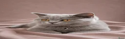 British Shorthair cats for sale: 2 confident vocal playful boys left one very big  - Advert 31
