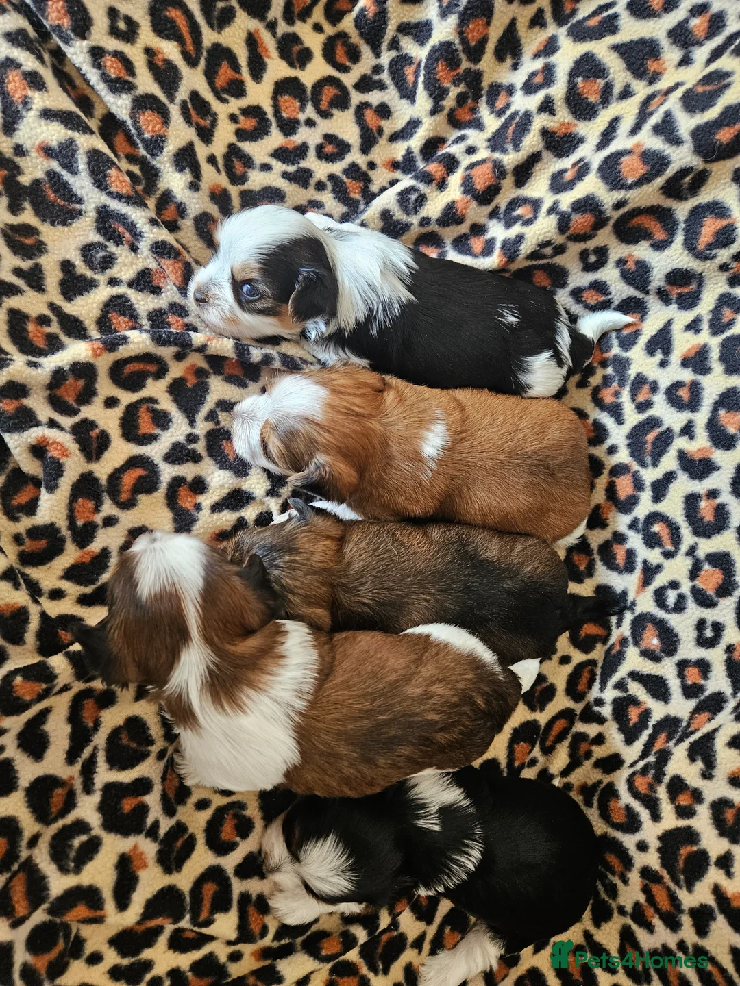 Yorkshire Terrier dogs for sale: DNA tested parents Biewer and Ocean Pearl puppies - Advert 2