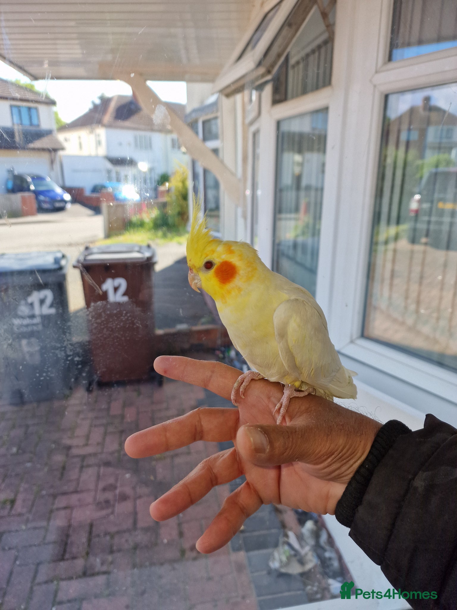 Cockatiels birds Super Hand Tamed cockatiel for sale  - Advert 6