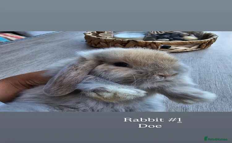 Mini Lop rabbits - Advert 3