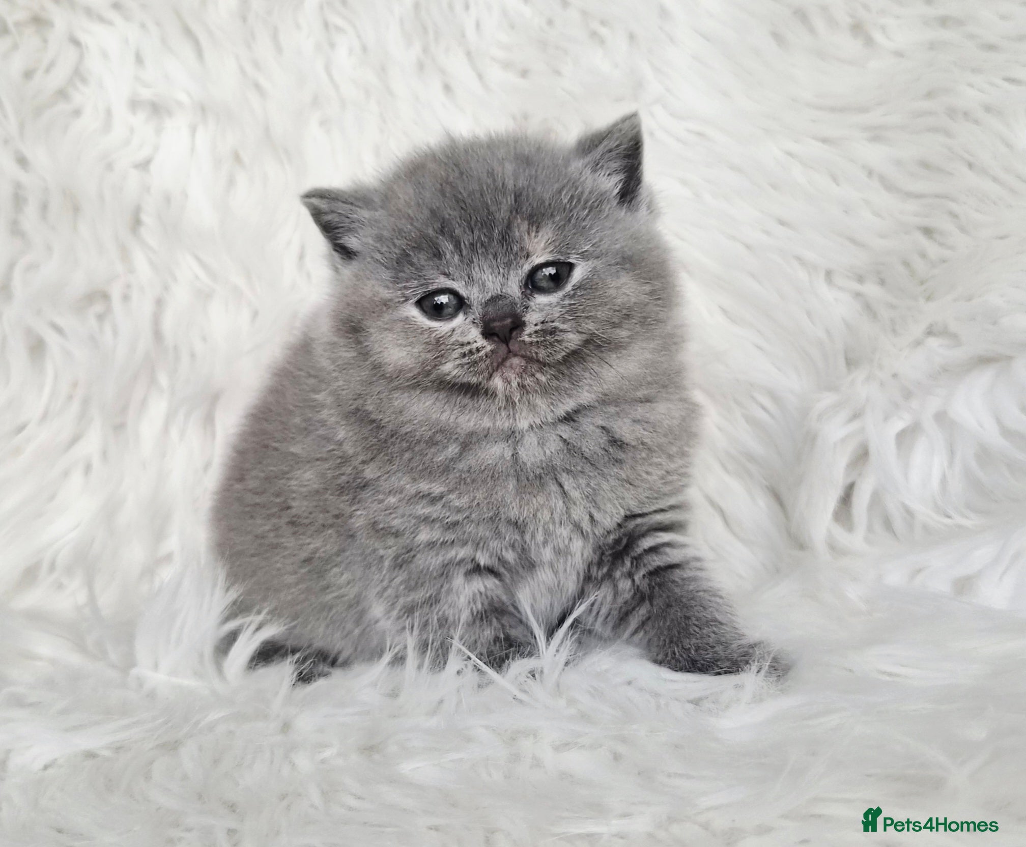 British Shorthair cats Stunning British shorthair kittens  - Advert 7