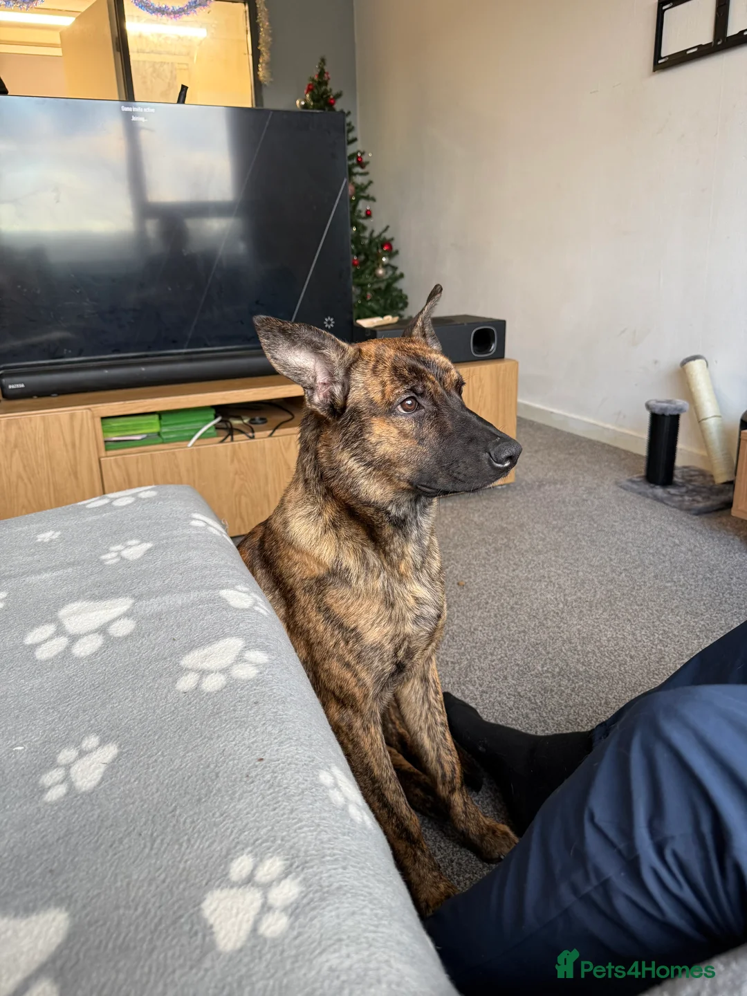 Mixed Breed dogs for sale: Roxie Belgian Malinois cross  - Advert 7