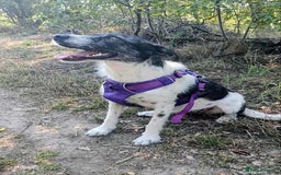 Mixed Breed dogs for adoption: Candy - Urgent Foster or FVA Home Required - Image 1