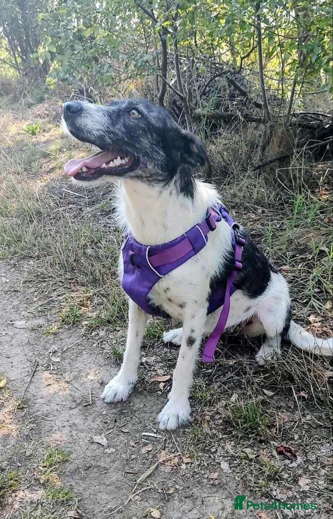 Mixed Breed dogs for adoption: Candy - Urgent Foster or FVA Home Required - Image 1