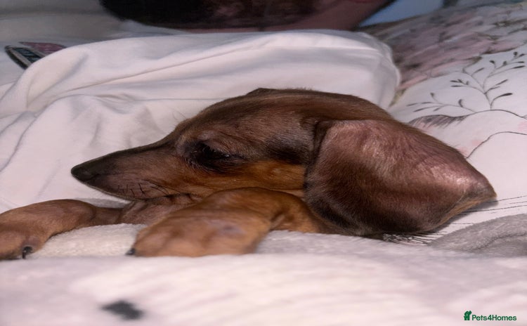 Miniature Dachshund dogs - Advert 4