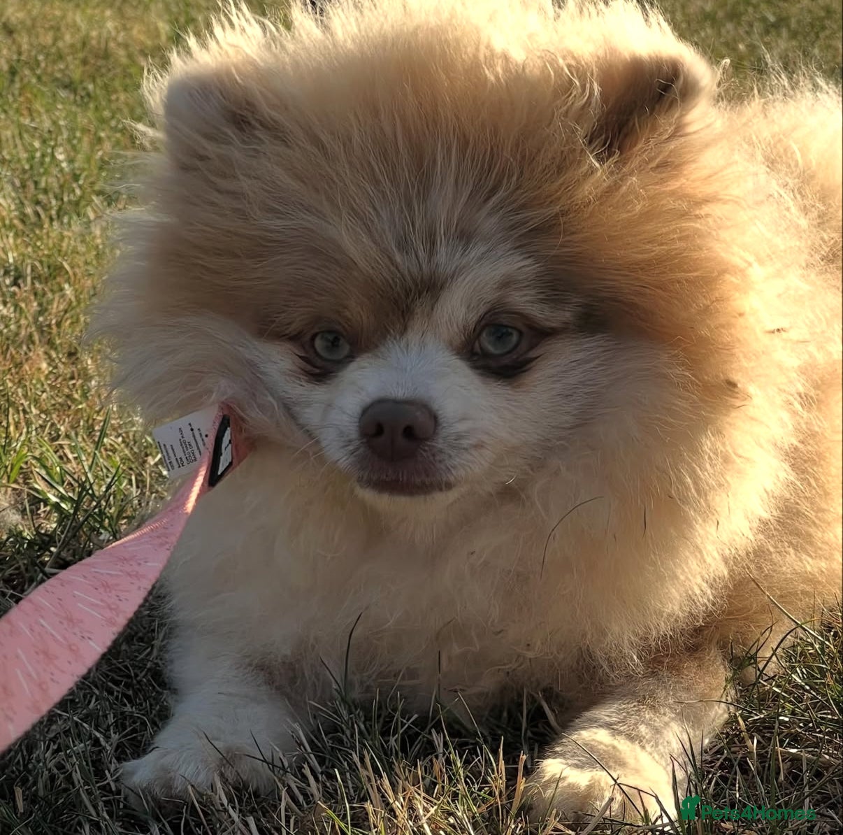 Pomeranian dogs 💜RARE SALE💜LILAC MEARLE BOY 💜 - Advert 17