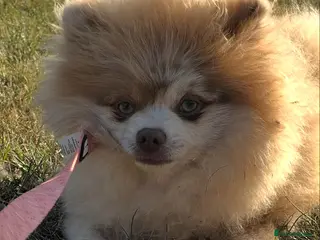 Pomeranian dogs 💜RARE SALE💜LILAC MEARLE BOY 💜 - Advert 1