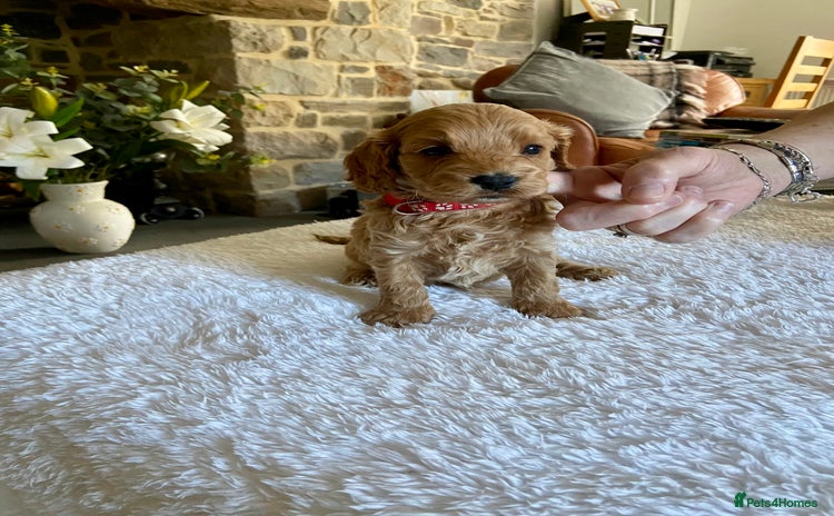 Cockapoo dogs - Advert 1