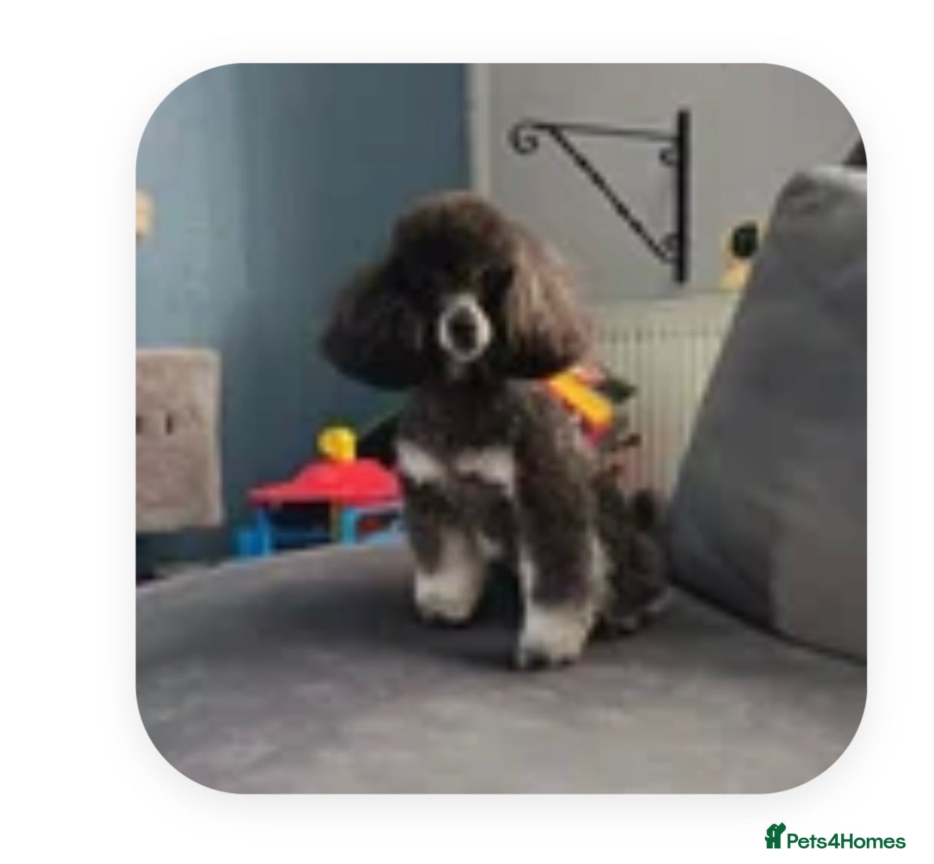 Cockapoo dogs F1 Cockerpoos  - Advert 2