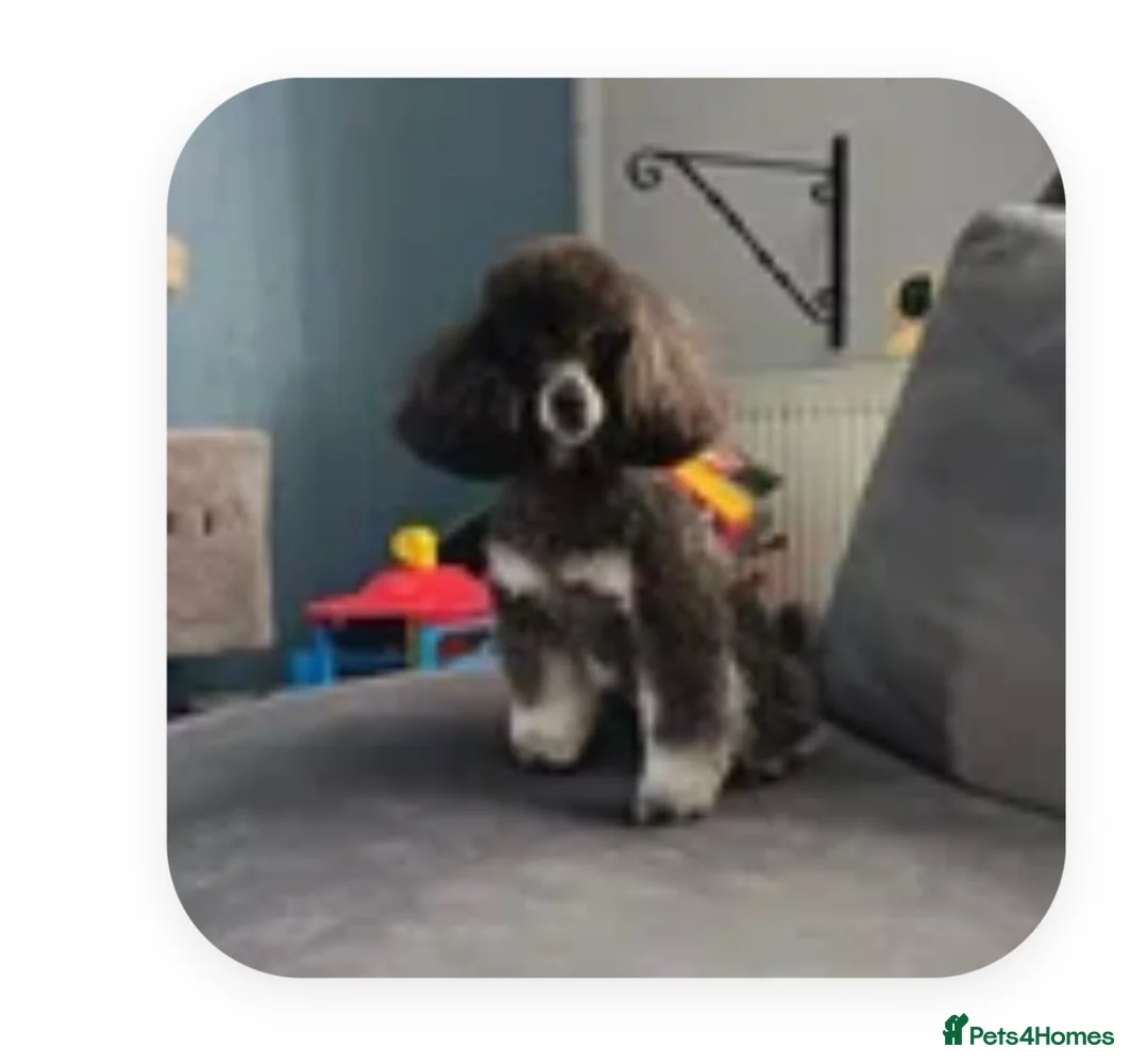 Cockapoo dogs for sale: F1 Cockerpoos  in Northwich - Advert 2