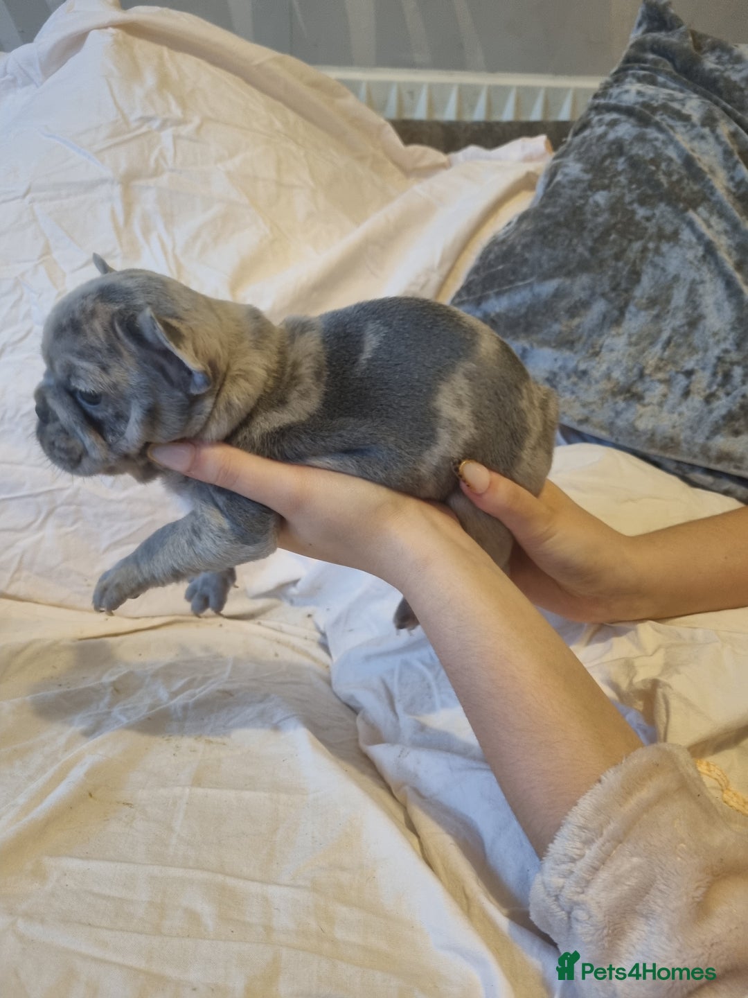 French Bulldog dogs for sale: Stunning litter of merle frenchies - Advert 8