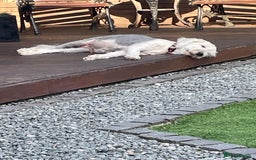 Old English Sheepdog dogs for sale: Old English puppies - Image 8