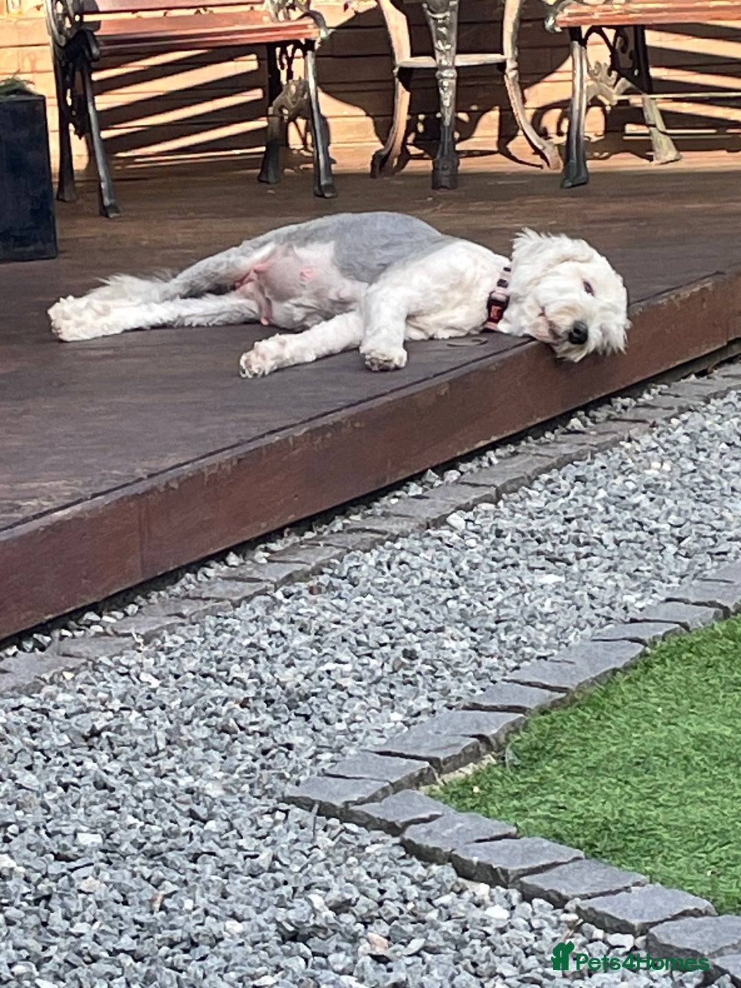Old English Sheepdog dogs for sale: Old English puppies - Image 8