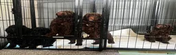 Cockapoo dogs for sale: Miniature cockapoo puppies for sale  in Rochdale - Advert 7