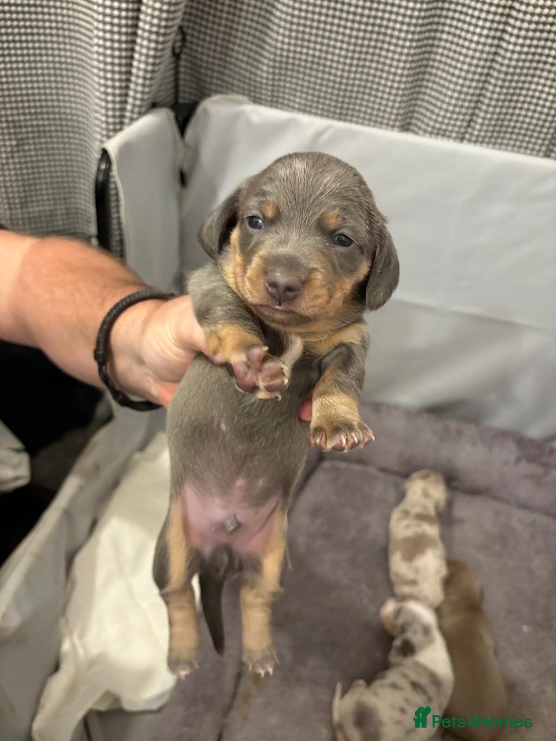 Miniature Dachshund dogs for sale: Beautiful Miniature dachshund pups  - Advert 22