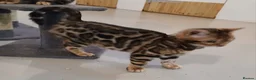 Bengal cats for sale: Beautiful Bengal Boy - Advert 6