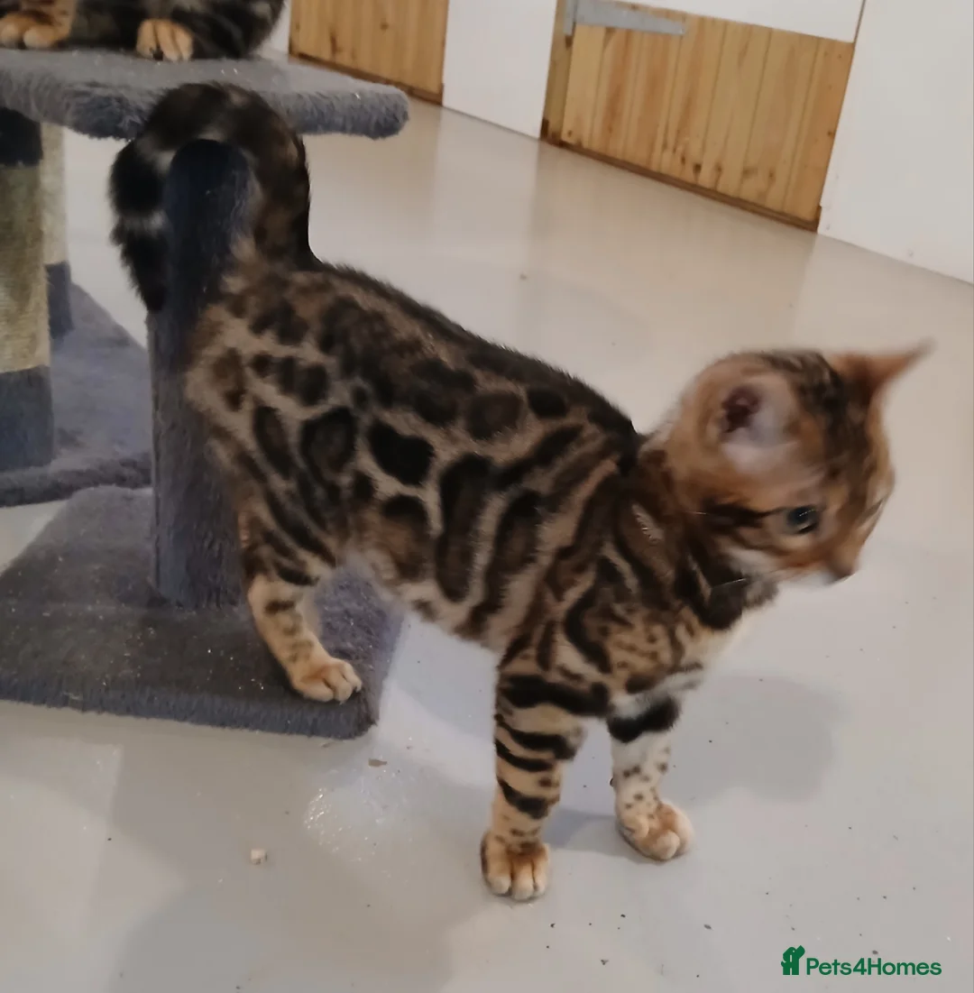Bengal cats for sale: Beautiful Bengal Boy - Advert 6
