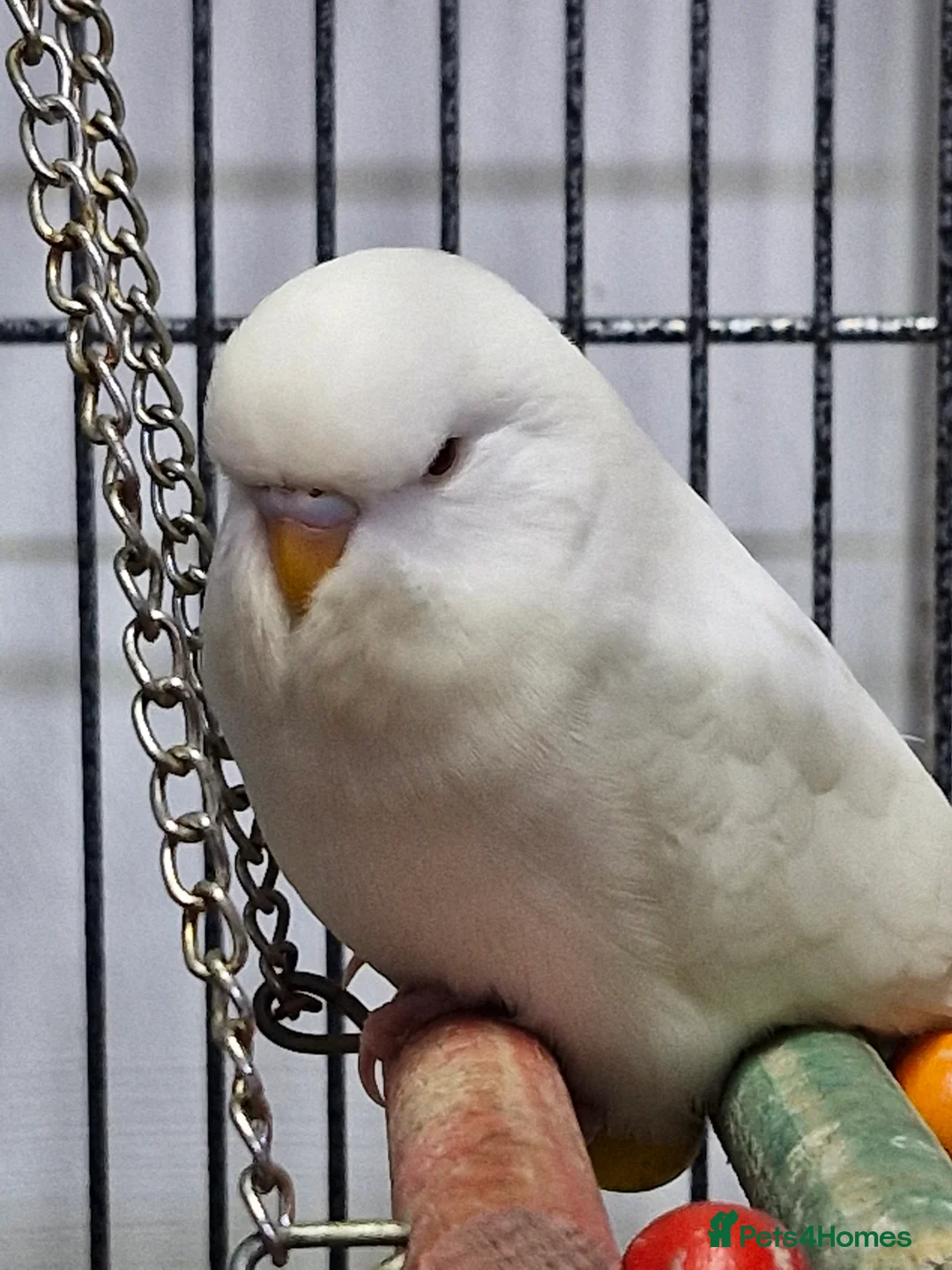 Budgerigars birds for sale: Baby Budgies - Advert 3