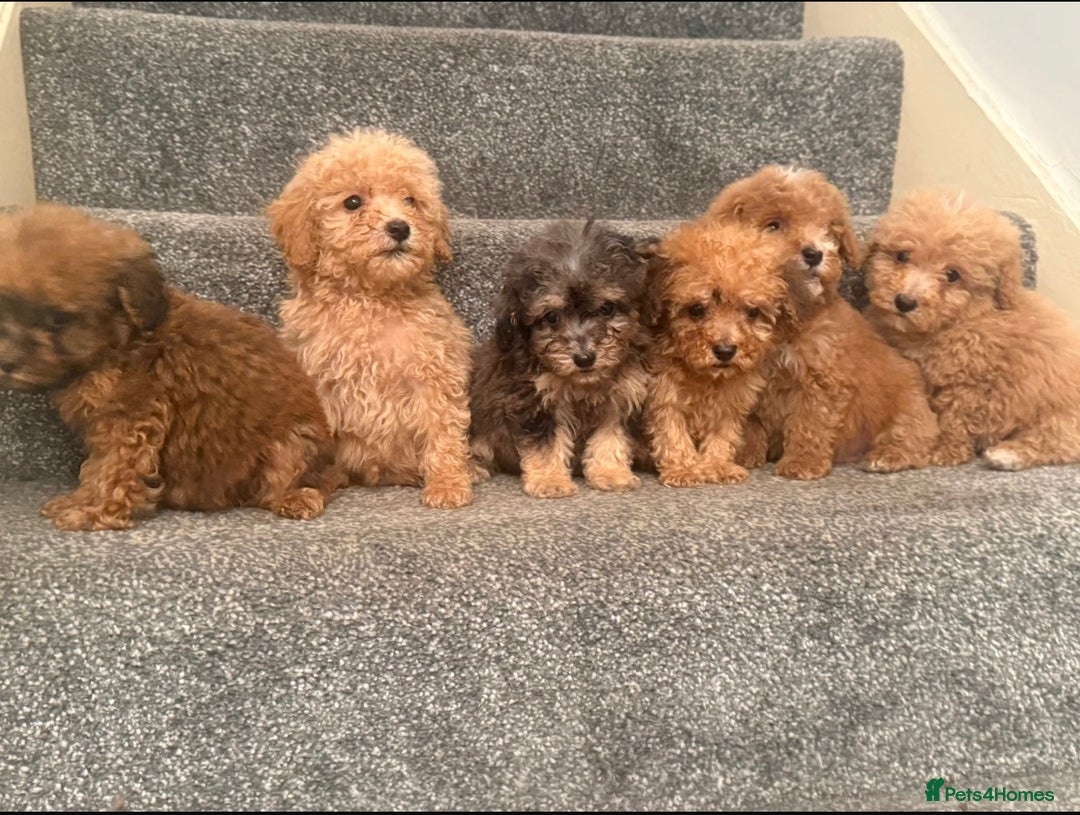 Poochon dogs for sale: Toy Poochons  - Image 4