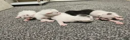 Mixed Breed cats for sale: 5 Kittens for sale in Blackpool - Advert 2