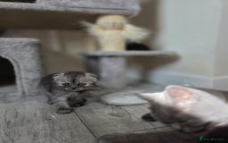 Scottish Fold cats for sale: Scottish-fold/straight ears kittens grey colour - Image 14