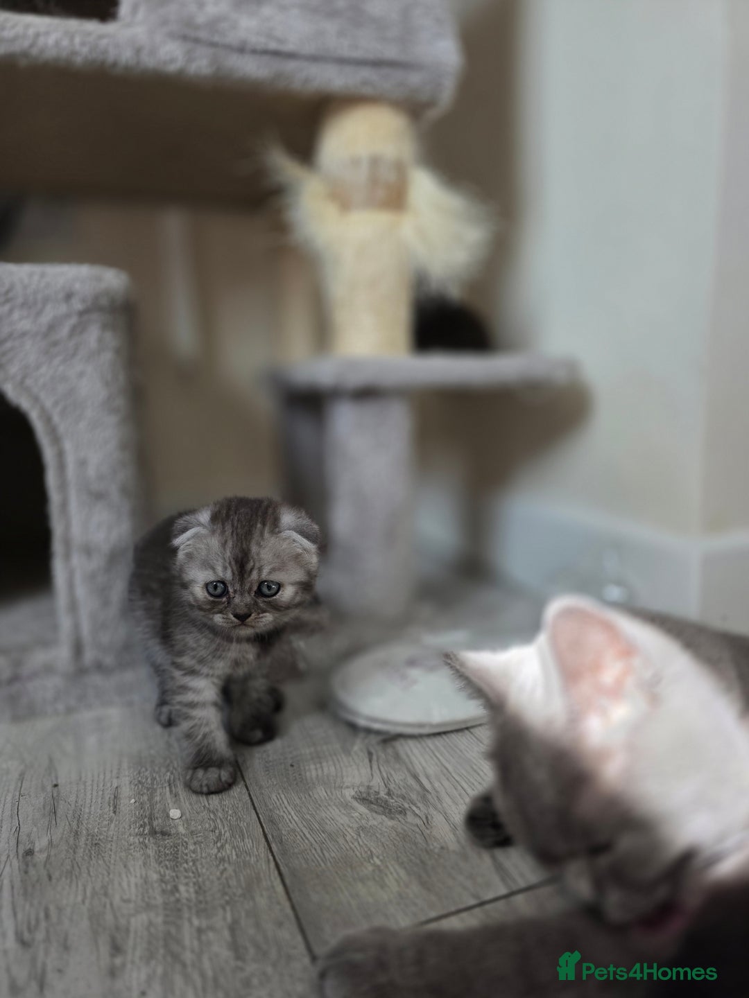 Scottish Fold cats for sale: Scottish-fold/straight ears kittens grey colour - Image 14