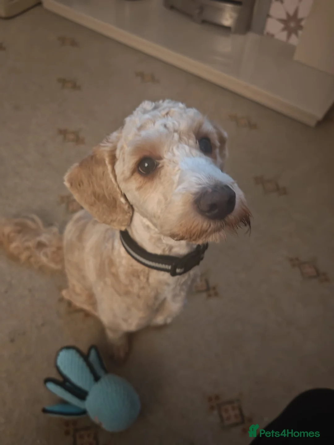 Cockapoo dogs for sale: 10 Month Old Cockapoo - Advert 2