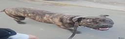Presa Canario dogs for sale: Presa Canario Puppies –Reduced Price-Top bloodline - Advert 2