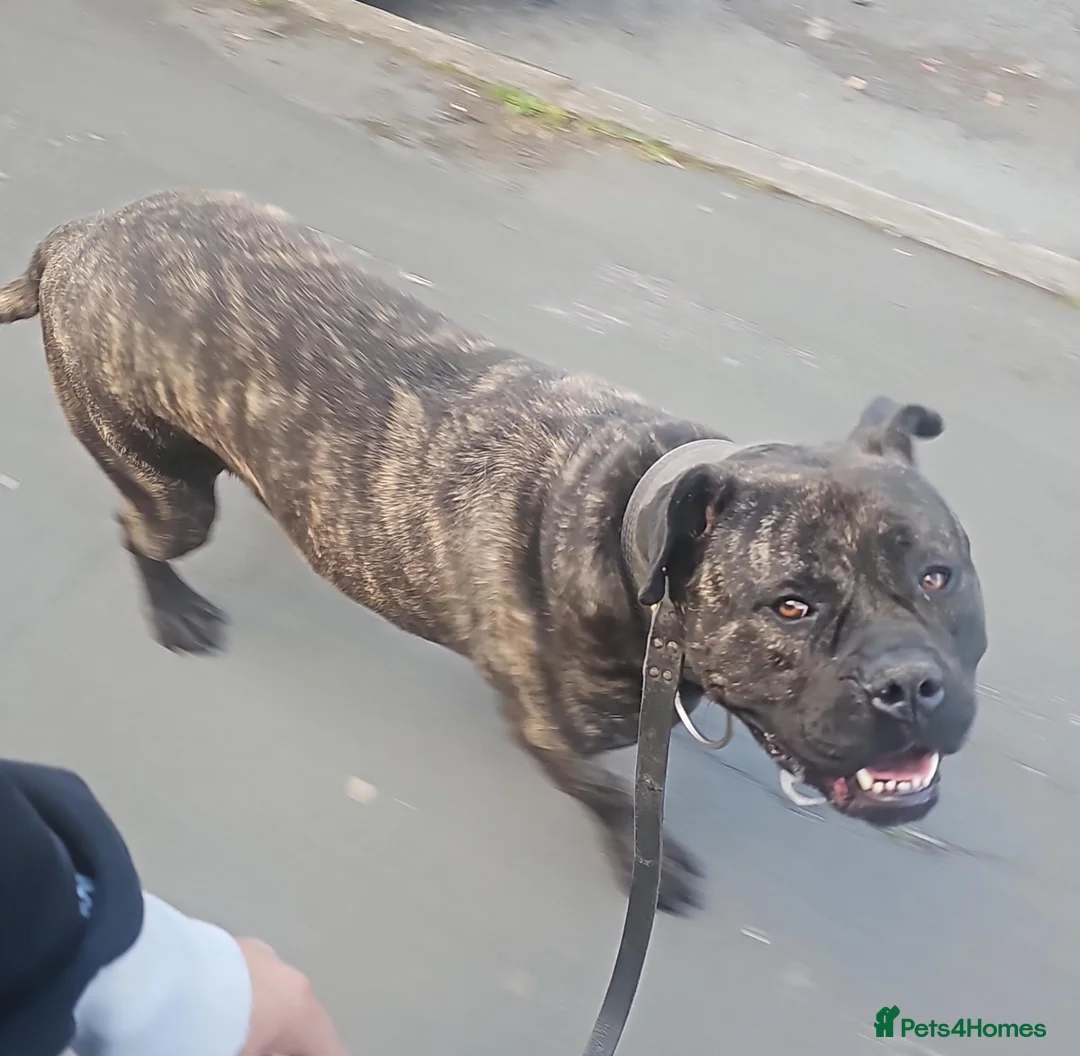 Presa Canario dogs for sale: Presa Canario Puppies –Reduced Price-Top bloodline - Advert 2