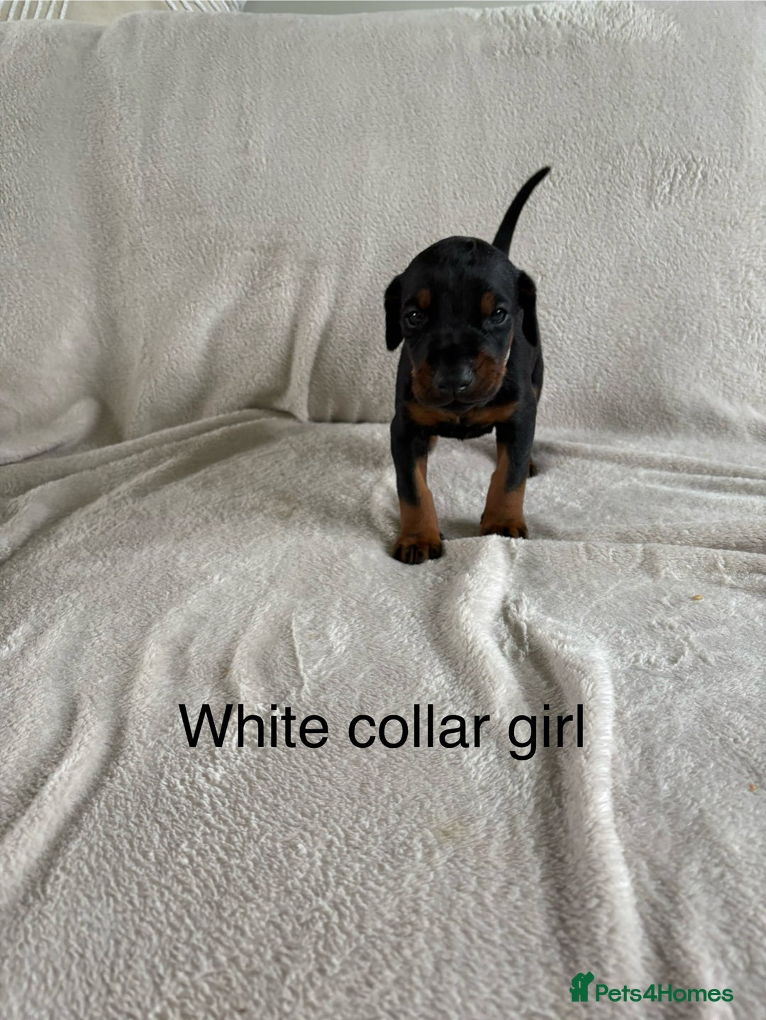Dobermann dogs for sale: Beautiful European KC reg Doberman Puppies - Image 5