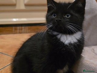 Maine Coon cats - Advert 12