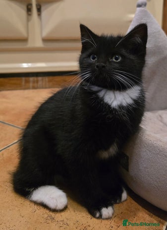 Maine Coon cats - Advert 6