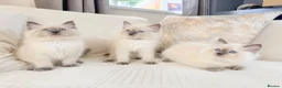Ragdoll cats for sale: Blue Point Ragdoll Kittens 3 boys left  - Advert 12