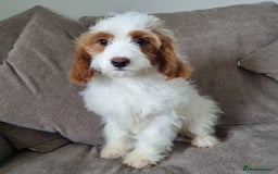 Cavapoo dogs for sale: F1 Cavapoo puppies - Image 8