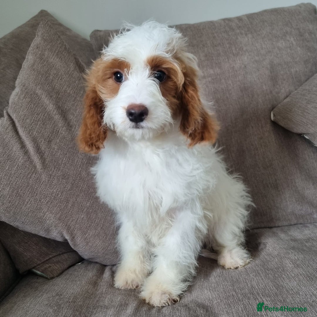 Cavapoo dogs for sale: F1 Cavapoo puppies - Image 8