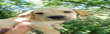 Labrador Retriever 1