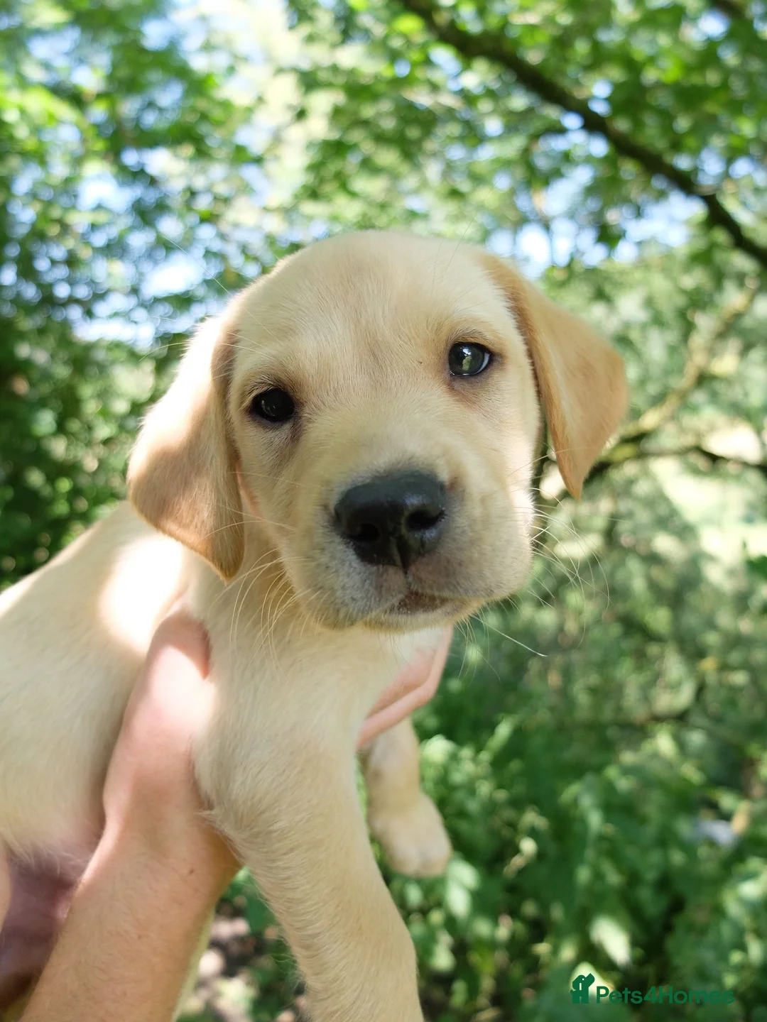 Labrador Retriever dogs for sale: Stunning home-bred labs - Advert 2