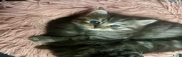 Persian cats for sale: Cute Half Persian Kittens  - Advert 6