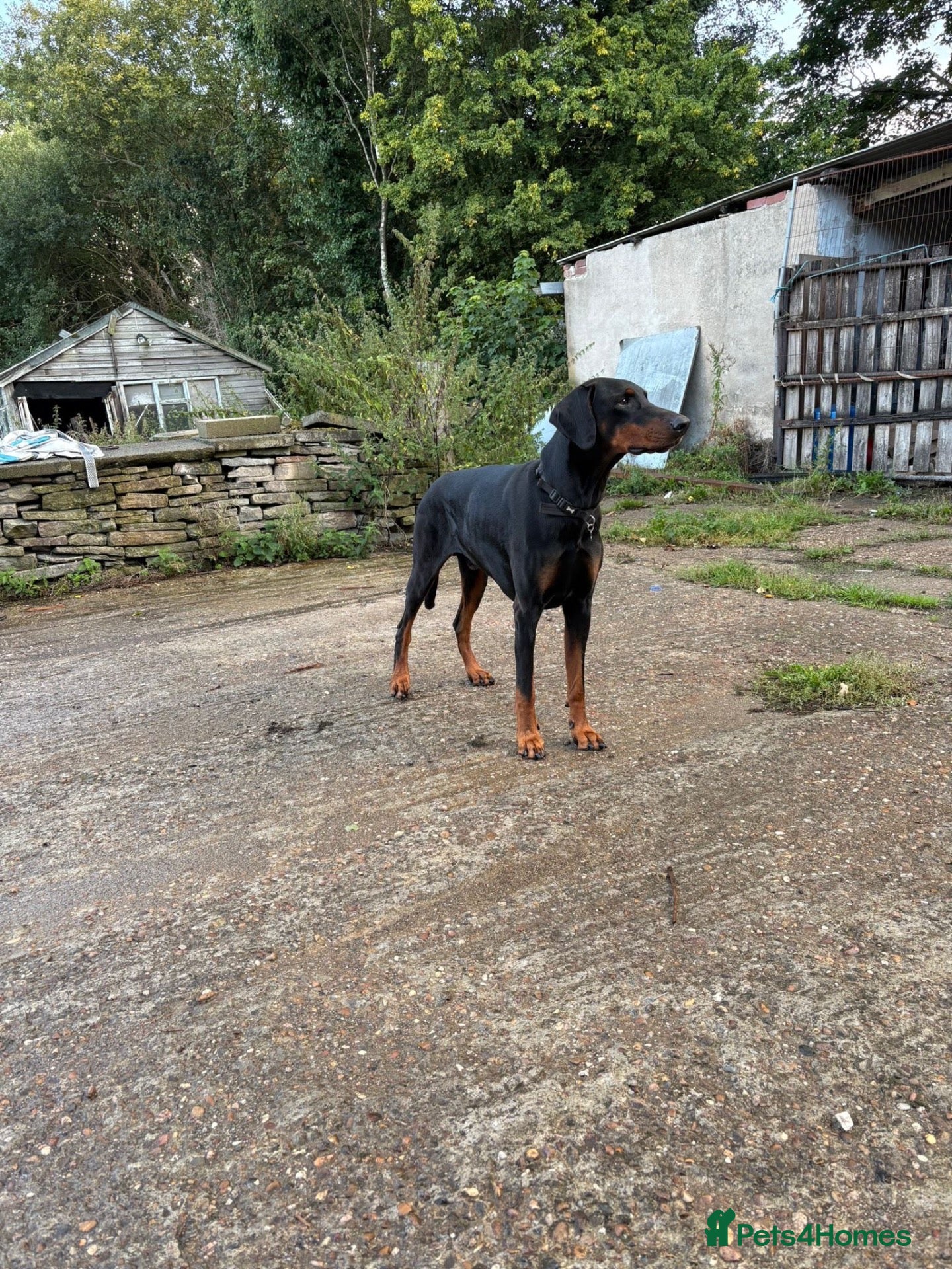 Dobermann dogs 8 stunning Doberman puppies  - Advert 2