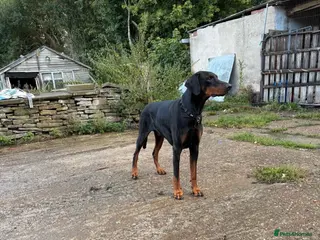 Dobermann dogs 8 stunning Doberman puppies - Advert 2