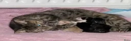 Mixed Breed cats for sale: Kittens ready today for new homes - Advert 2
