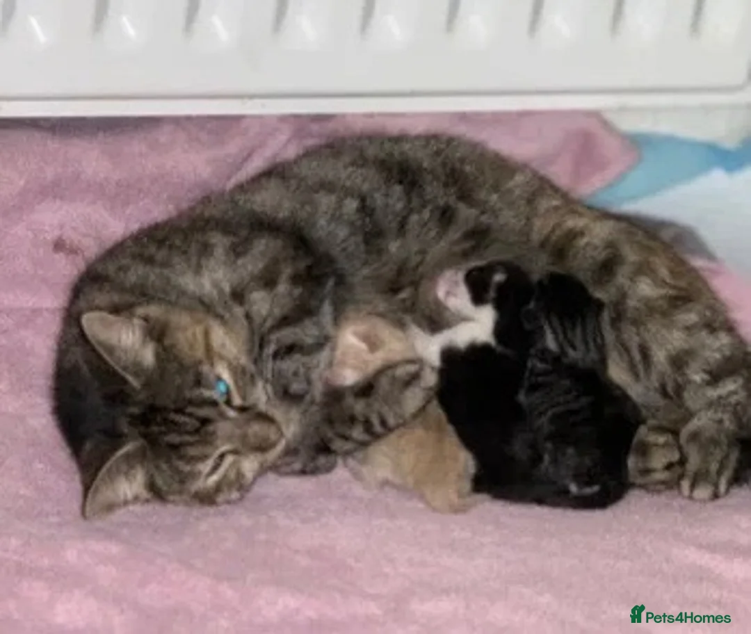 Mixed Breed cats for sale: Kittens ready today for new homes - Advert 2