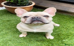 French Bulldog dogs for stud: 🌟🔥LILAC PLATINUM KC REG FRENCH BULLDOG STUD🔥🌟 in Uxbridge - Image 20